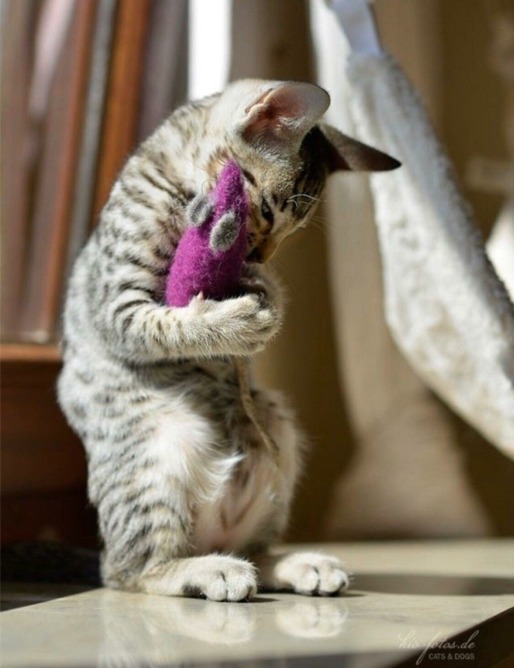 Базаева Анжела