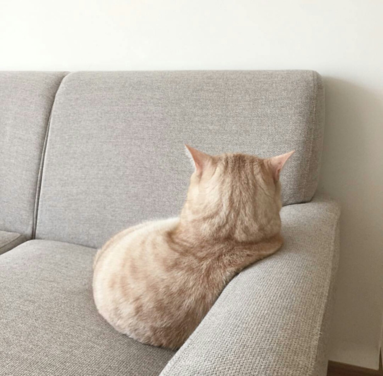 Кот отвернулся обиделся