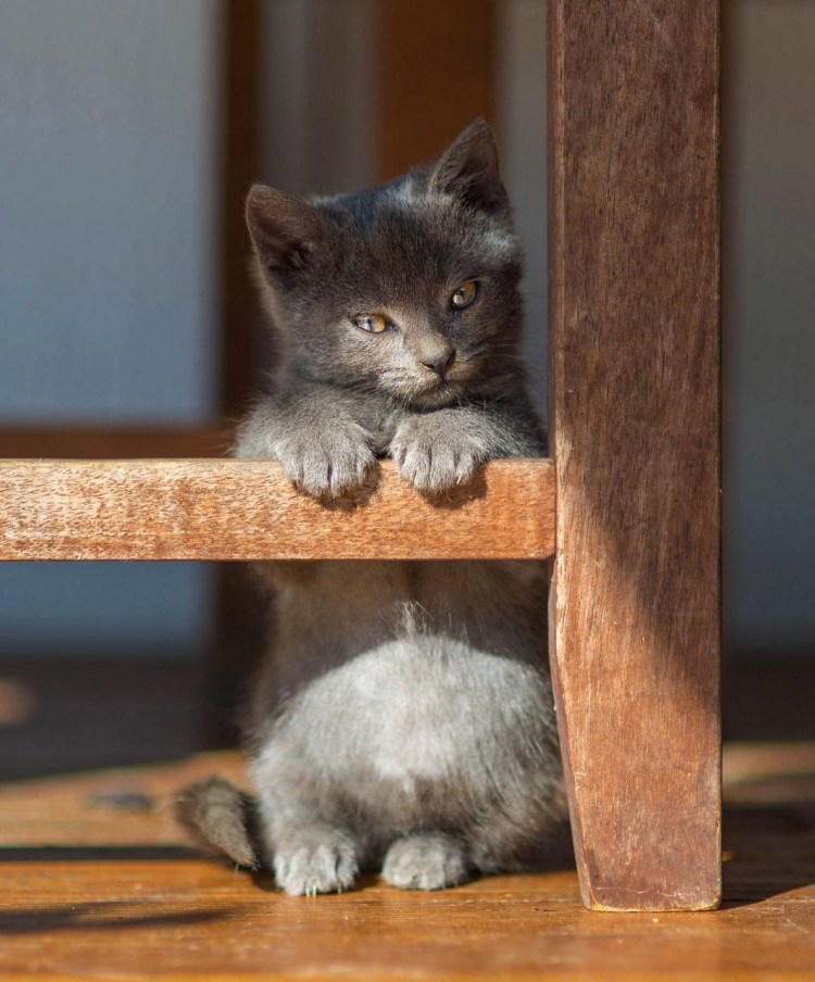 Кот обиделся