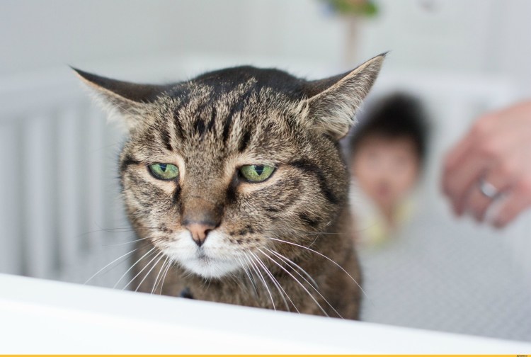 Кошка сердится