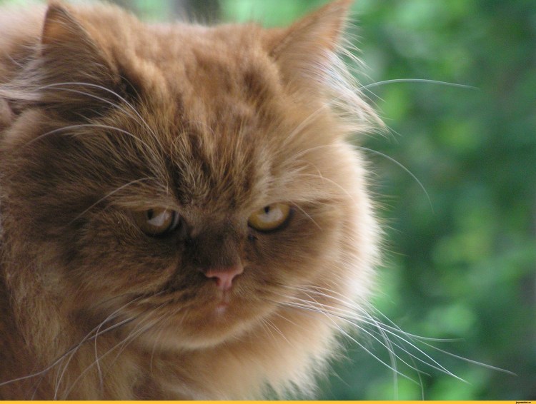 Кошка обиделась