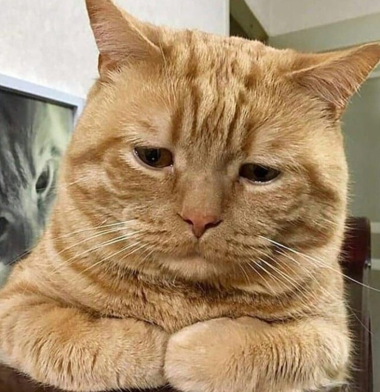 Обиженные котики