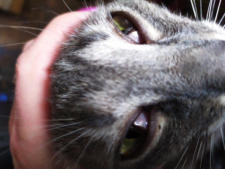 Кошачий глаз сбоку