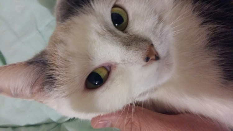 У кота глаза наполовину закрыты белой пленкой что это