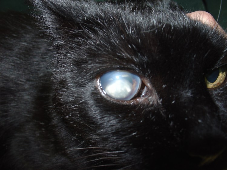 Кошачий хламидальный конъюнктивит