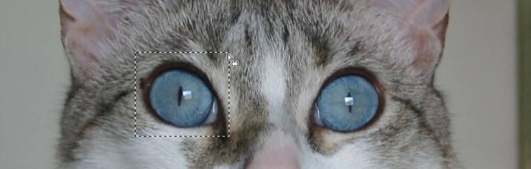 Кошка с карими глазами