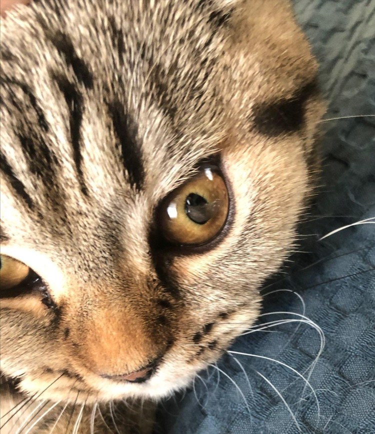 Воспаление третьего века у кота