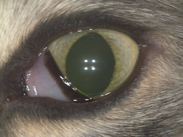 Операция заворот века у кошки