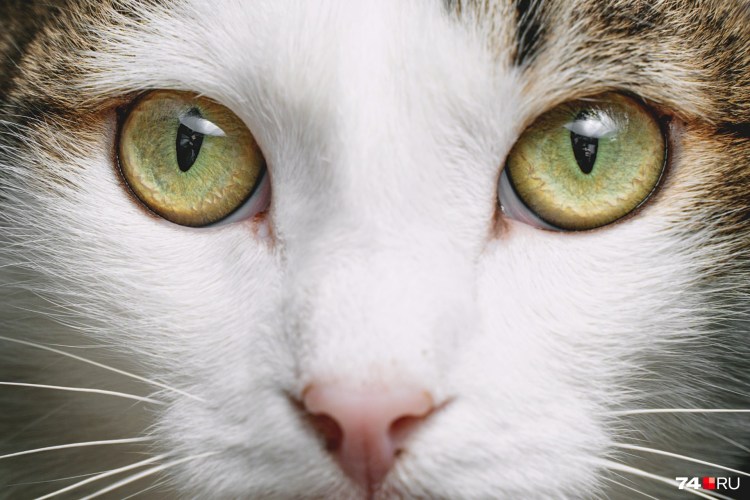 Пятно на глазу у котёнка