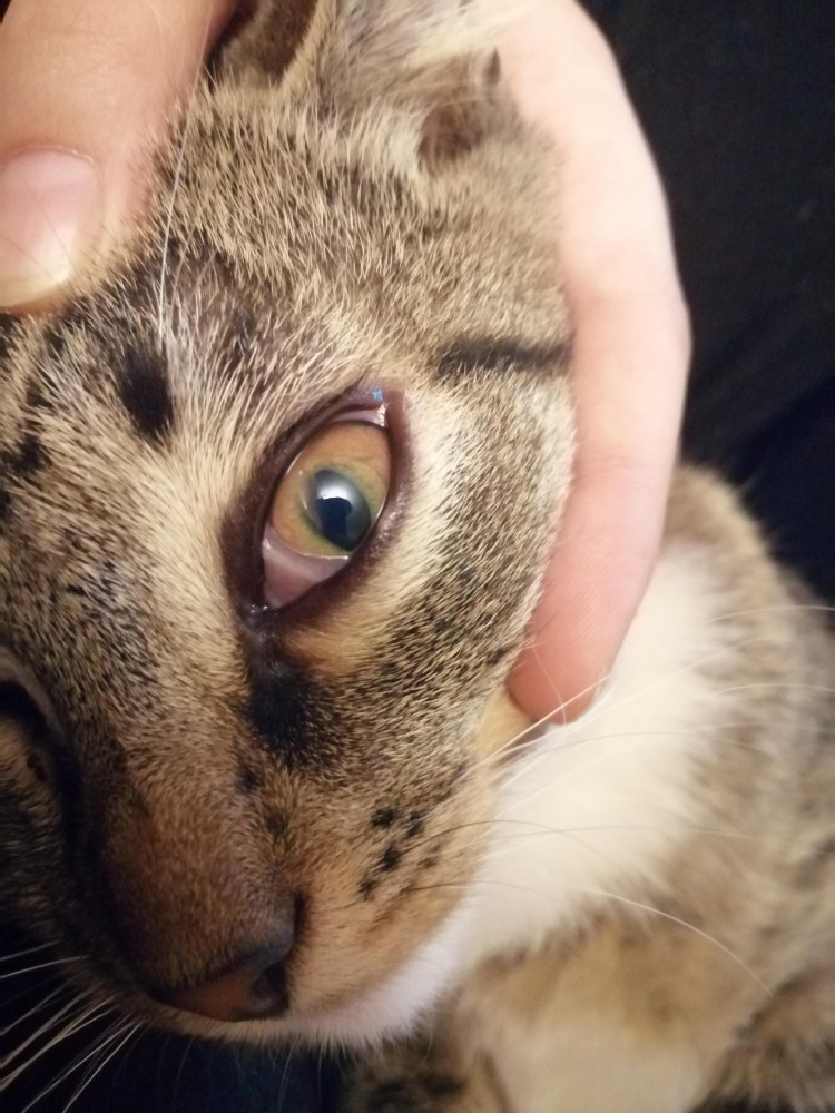 Кот гетерохромия