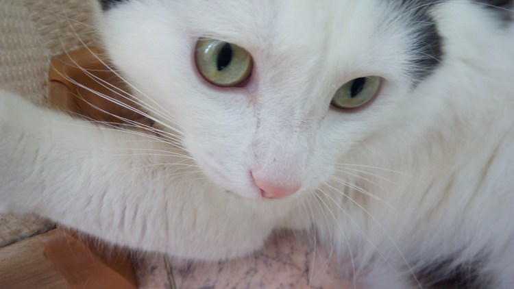 Синяя переносица у кота