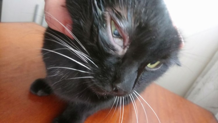 Черные опухоли на глазах у котят причины