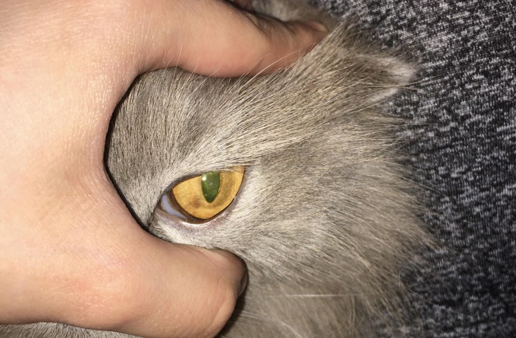 Строение глаза кошки тапетум