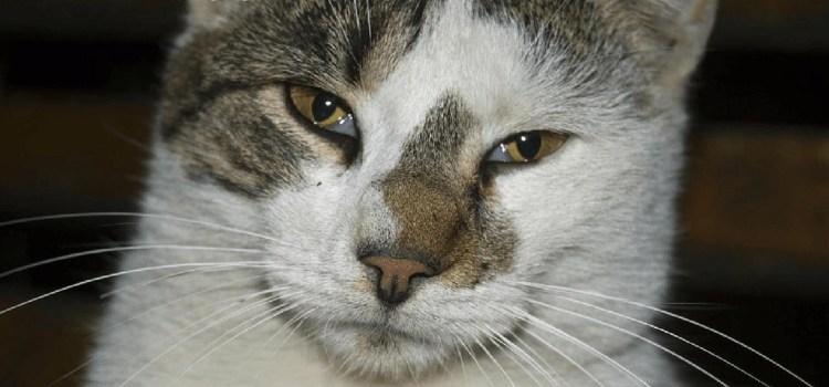 Темные выделения из глаз у кошки