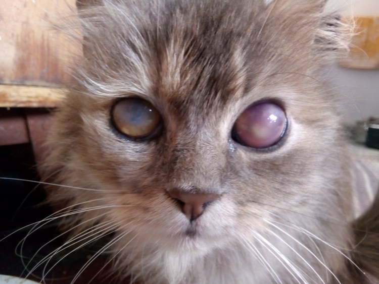 Кератоконъюнктивит у кошек