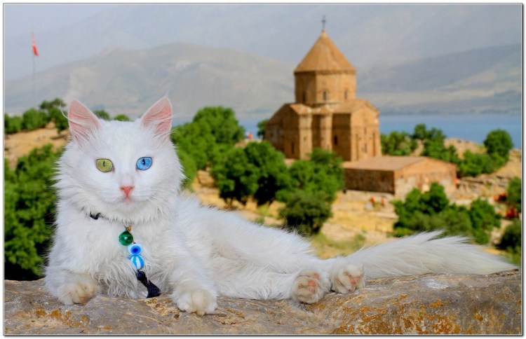 Ориентал Добби кошки