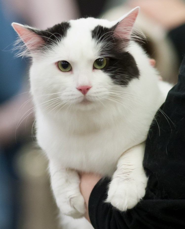 Тайский Меконг