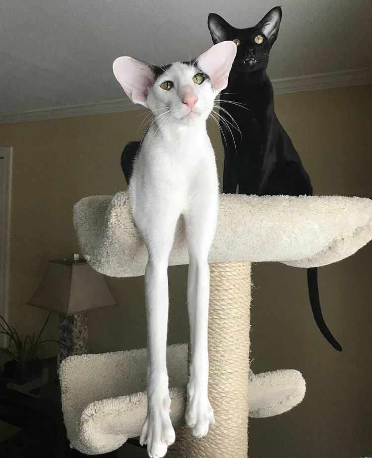 Кот с армянской мордой