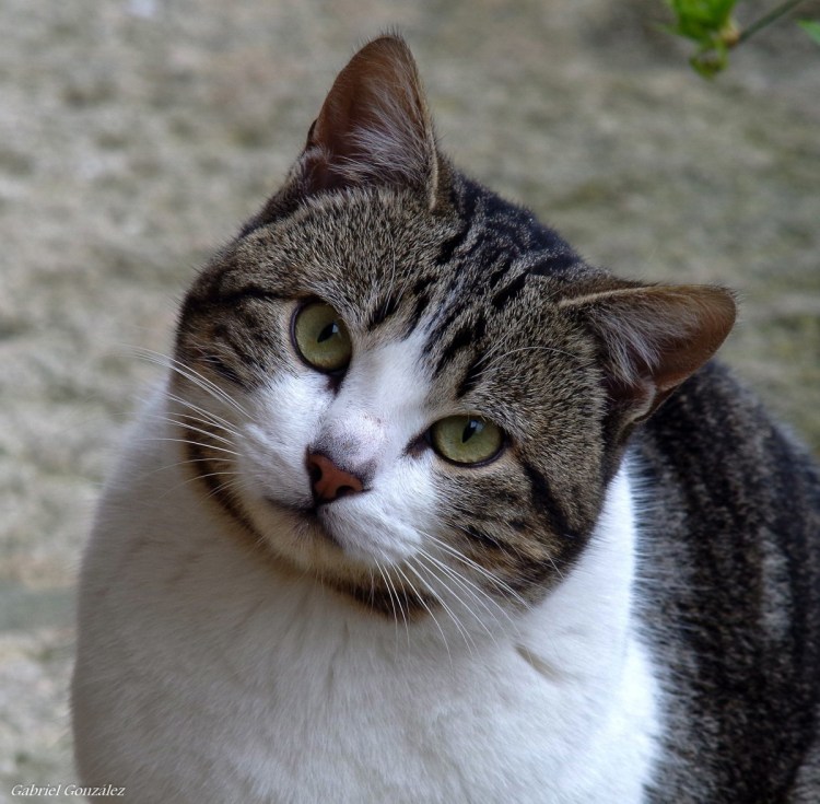 Порода Ориентал Добби