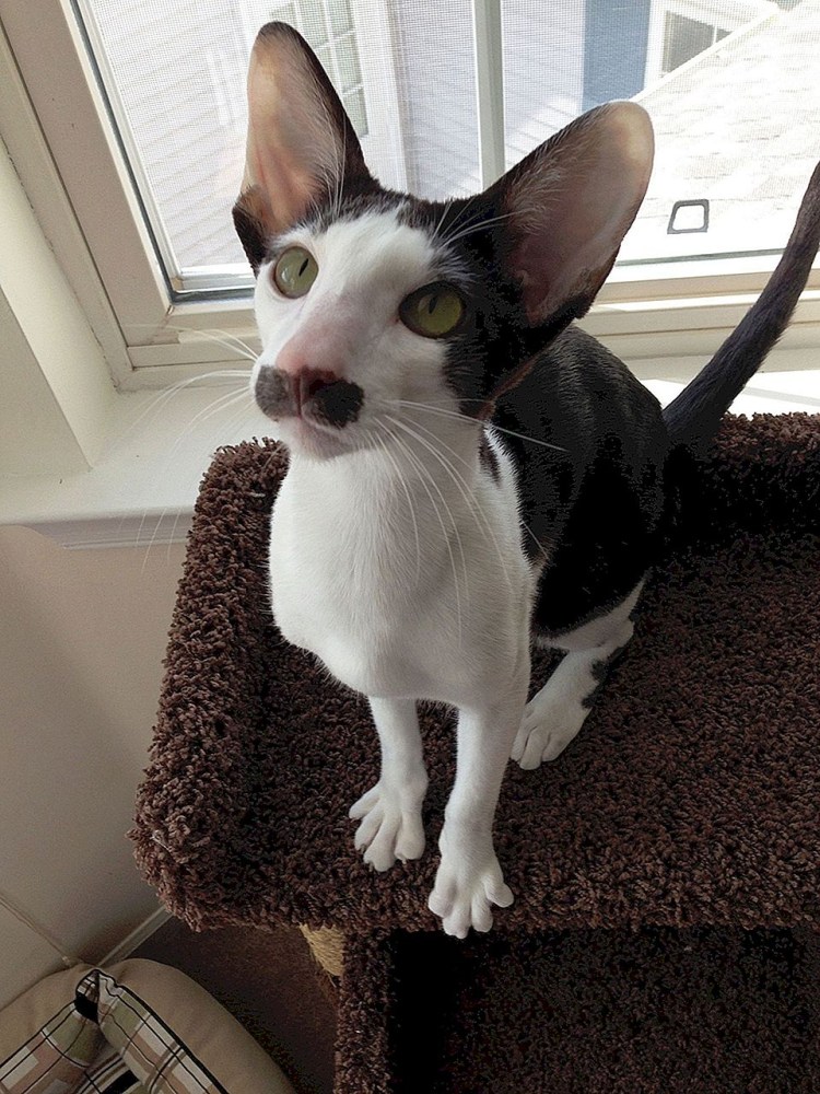 Турецкий Ван кедиси белый