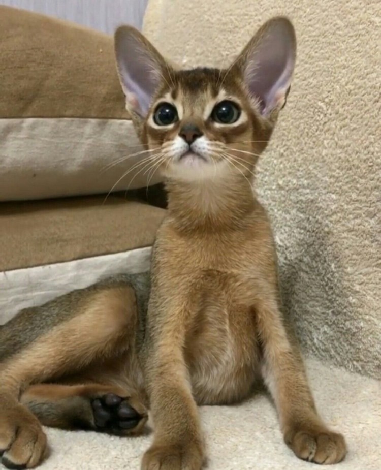 Коты ориенталы грузины