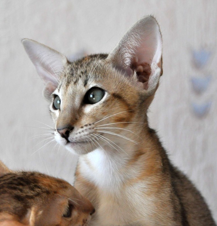 Турецкий Ван гладкошерстный