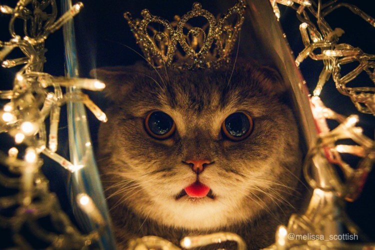 Котенок с короной