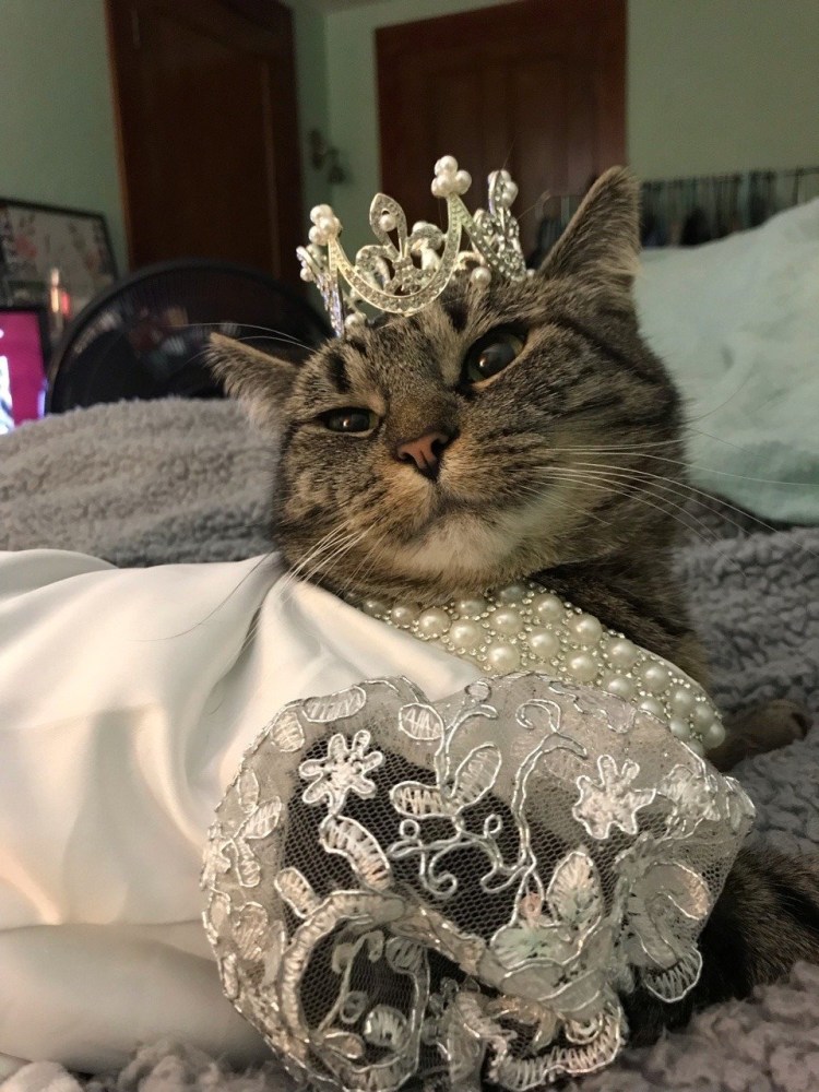 Царская кошка