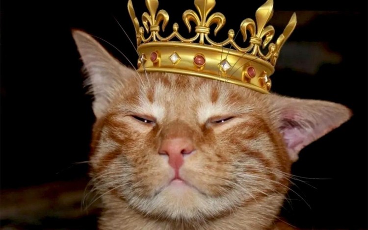 Кошка в короне