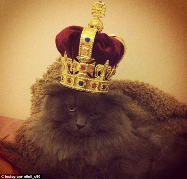 Кот в короне