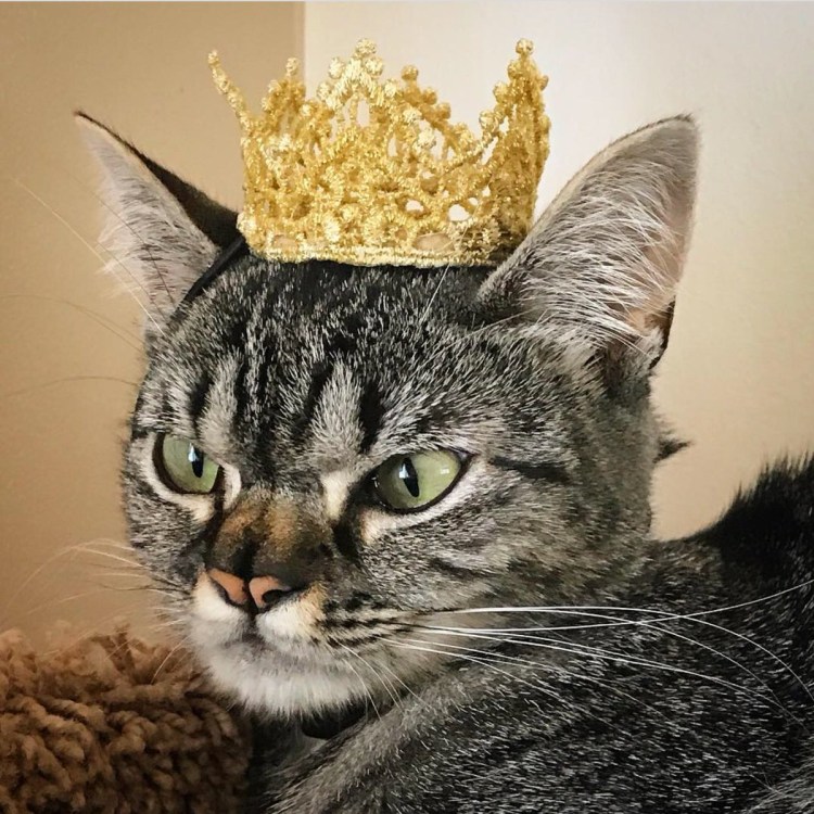 Кошка Королева