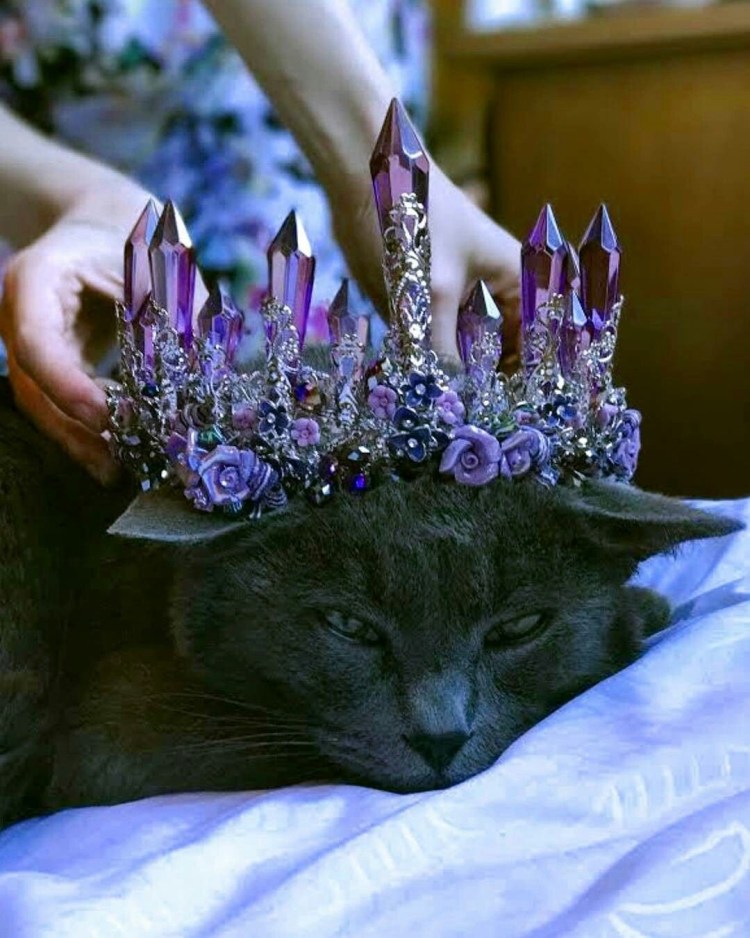 Кошка в веночке