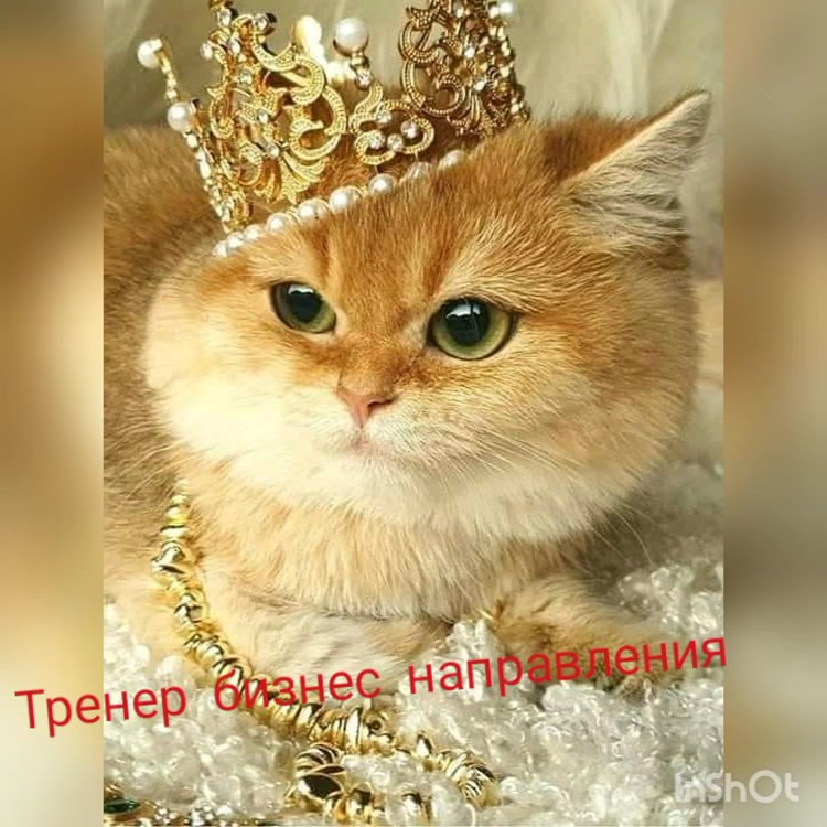 Косой кот в короне