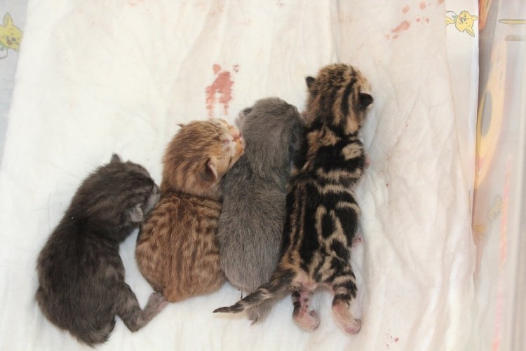 Котята Шотландские вислоухие маленькие Новорожденные