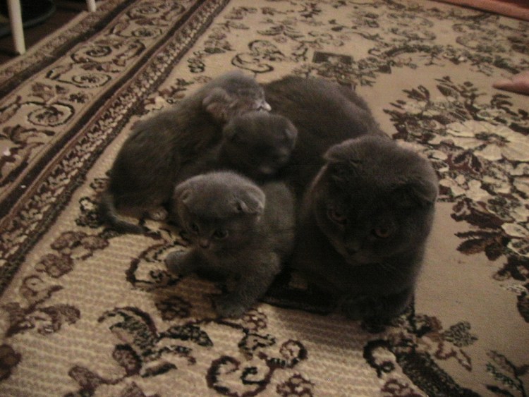 Британские котята вислоухие Новорожденные