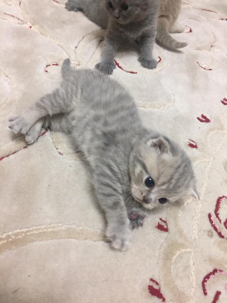 Британские котята вислоухие Новорожденные