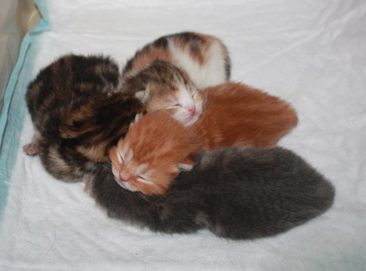 Новорожденные котята вислоухие