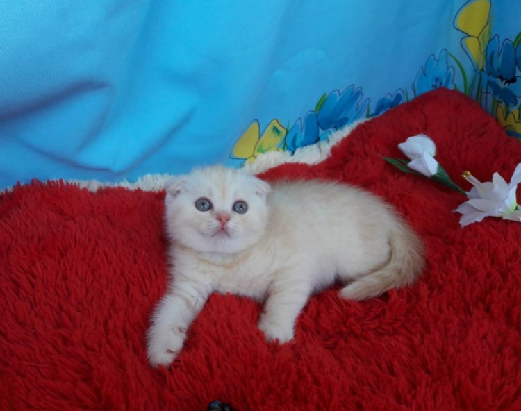 Вислоухие котята 2 недели