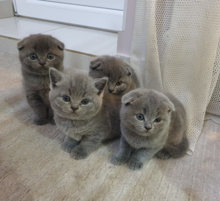 Британские котята только родившиеся