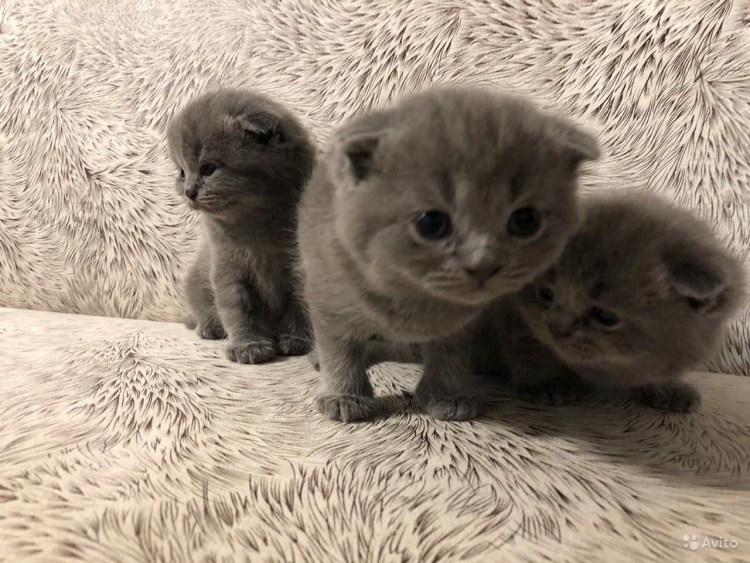 Британские котята вислоухие Новорожденные