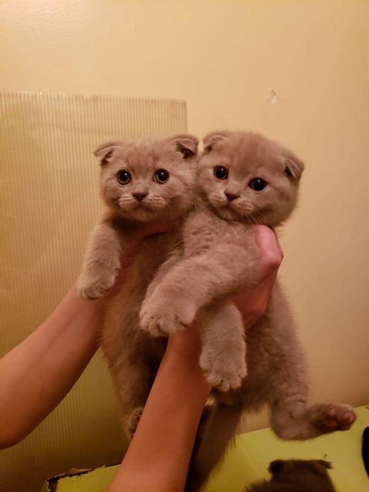 Новорожденные котята шотландской породы