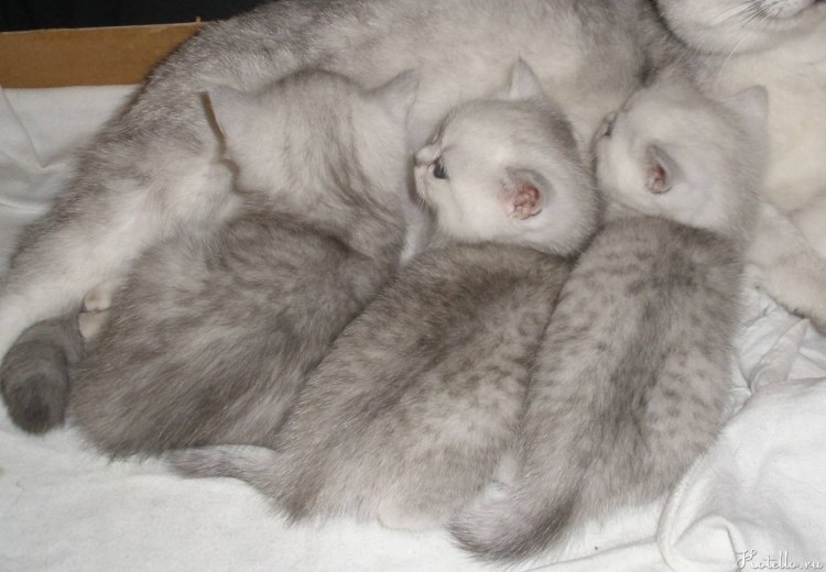 Британские котята вислоухие Новорожденные
