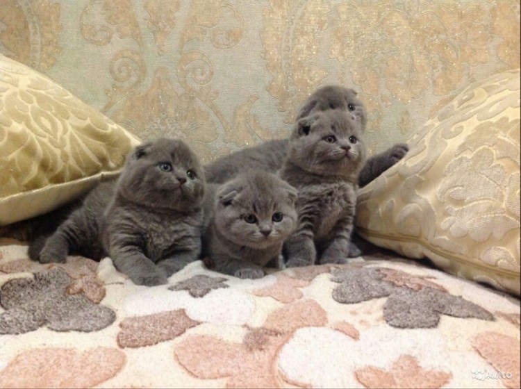 Новорожденные котята колор Пойнт