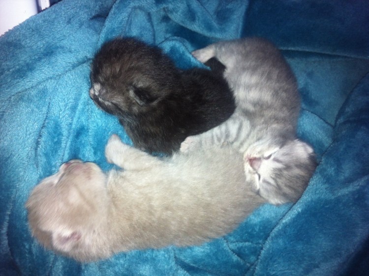 Новорожденные котята скоттиш фолд