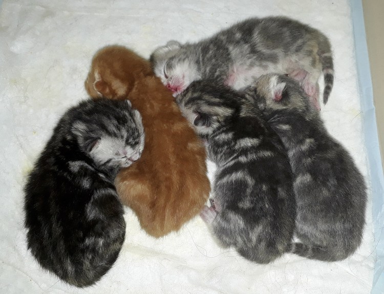 Новорожденные котята вислоухие Шотландские