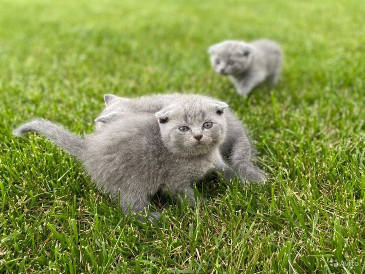 Новорожденные котята вислоухие