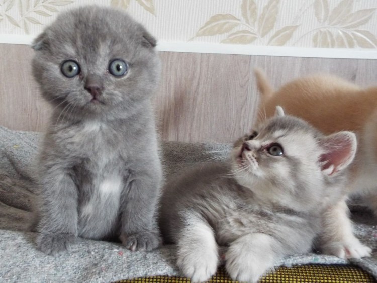 Новорожденные котята вислоухие Шотландские
