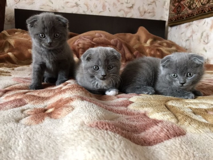 Новорожденные котята циннамон