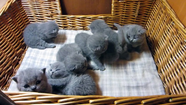 Новорождённые котята британцы