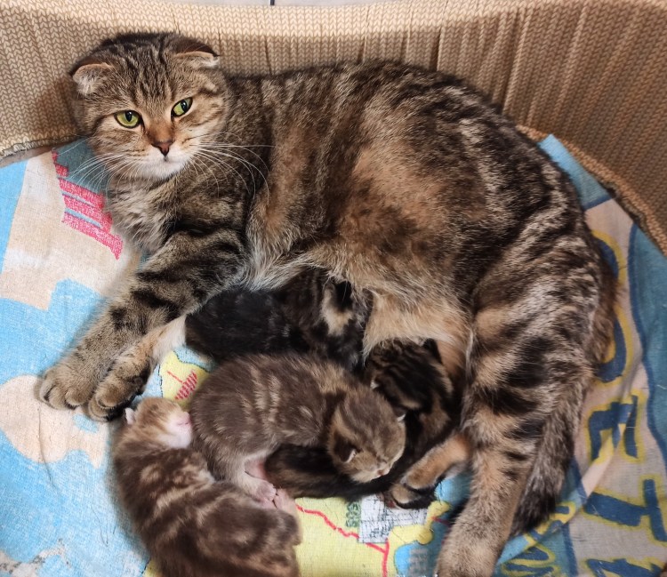 Вислоухие грудные